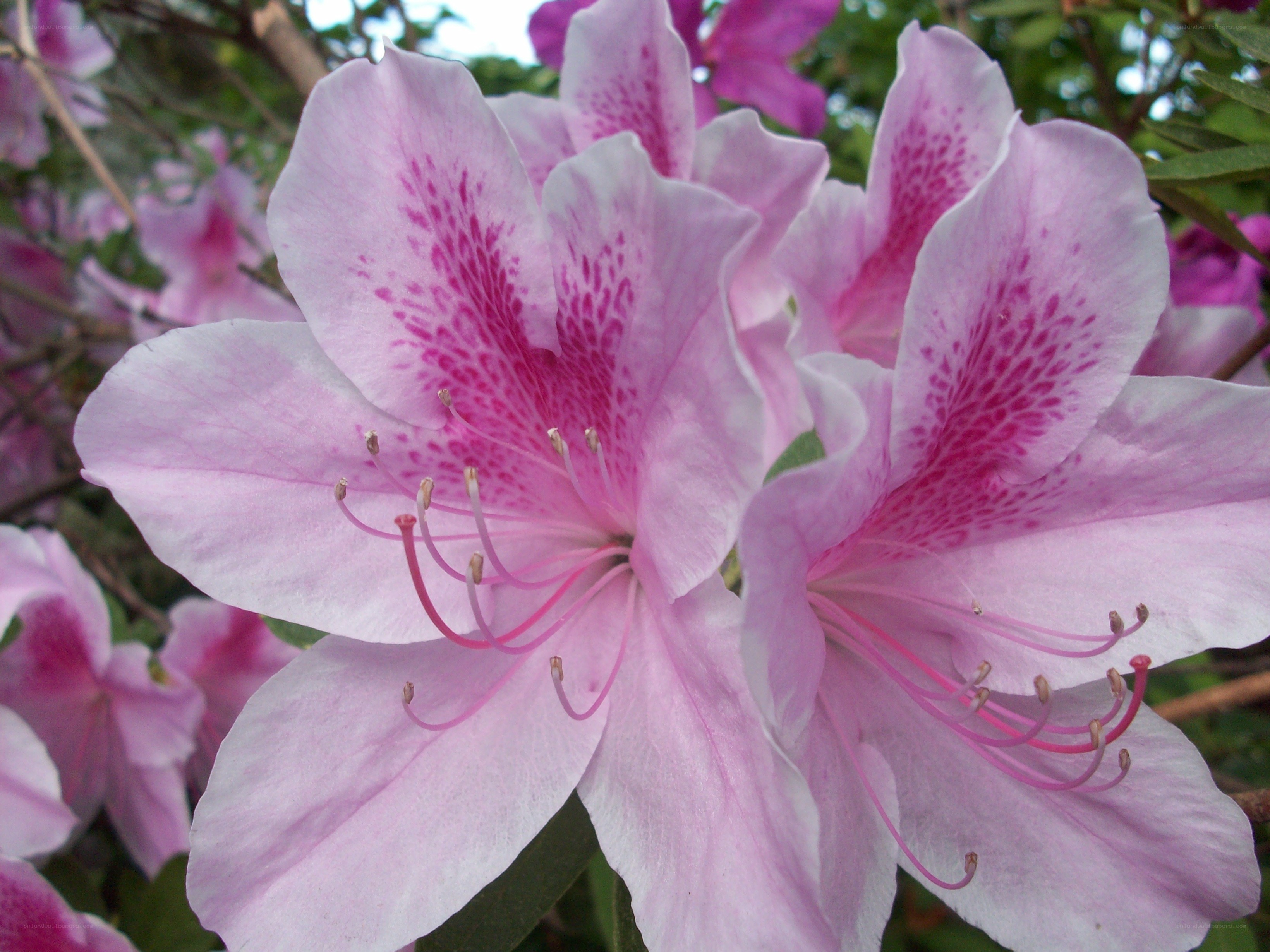 Pink azalea flowers in bloom
