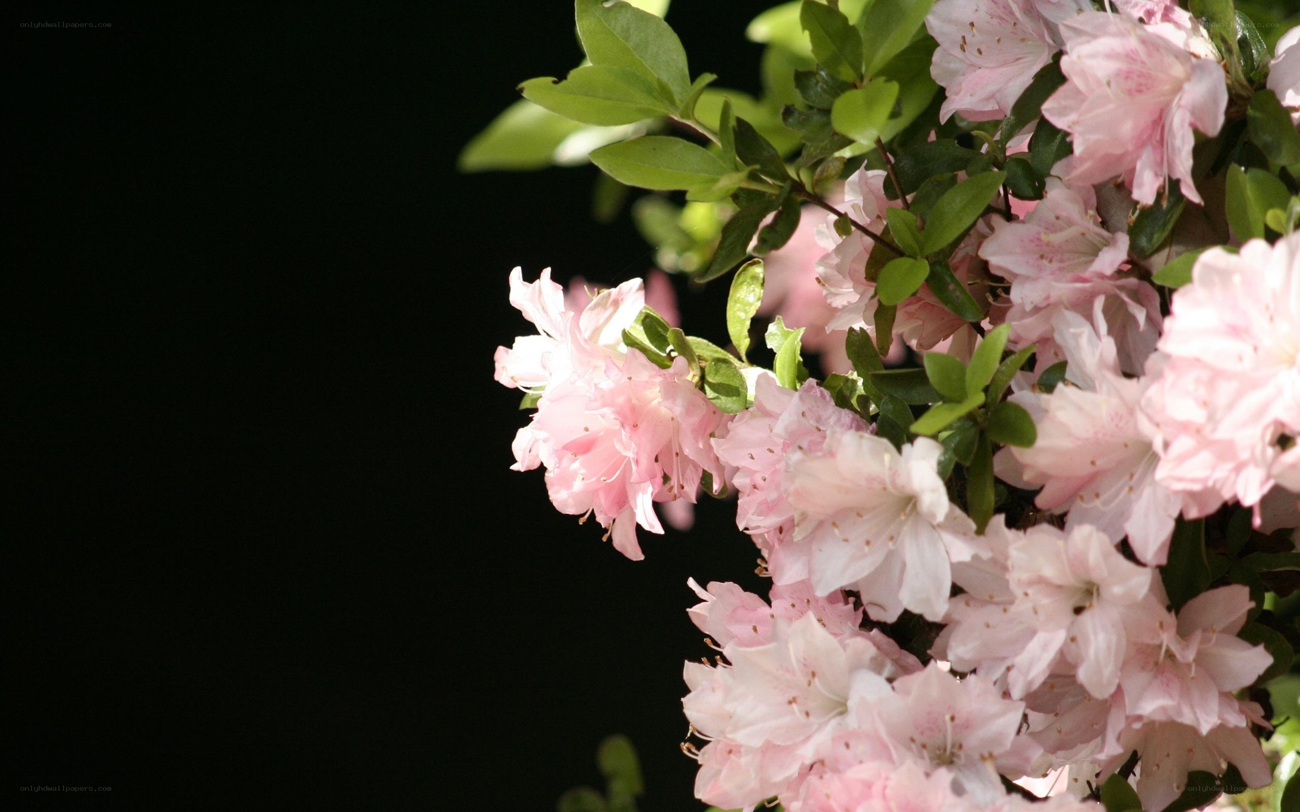 Pink azalea flowers in bloom