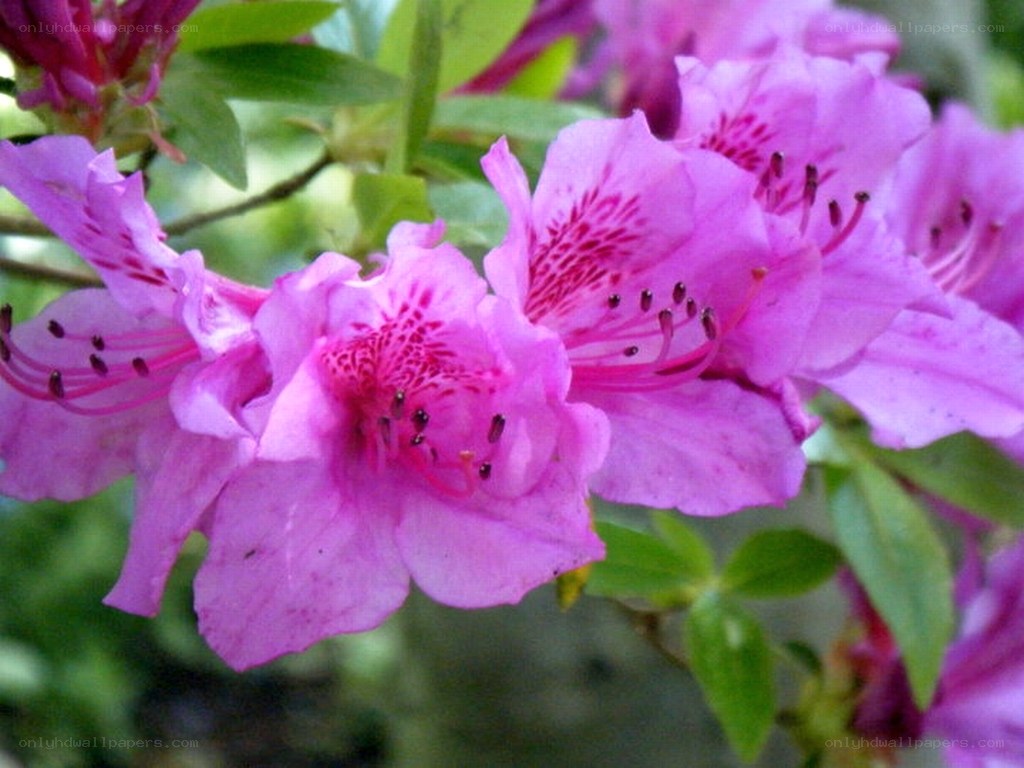 pink azalea flowers in bloom