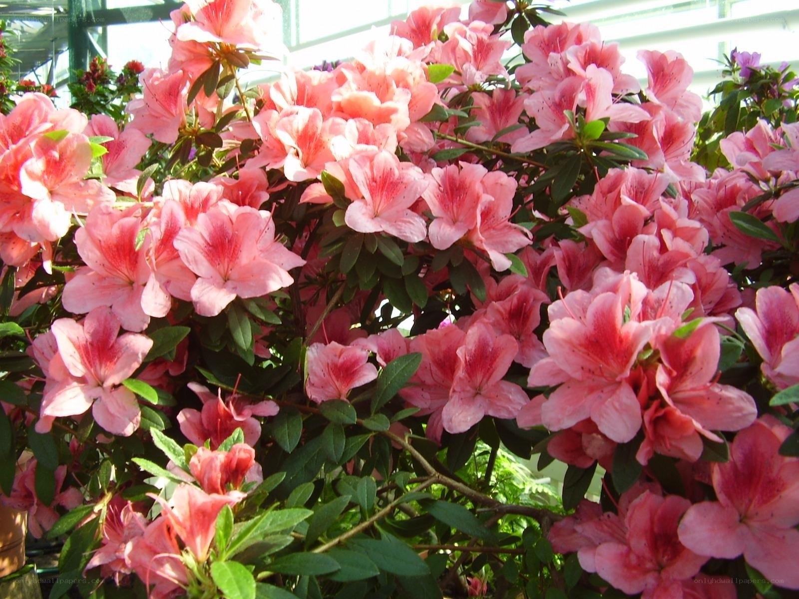 Pink azalea flowers in bloom