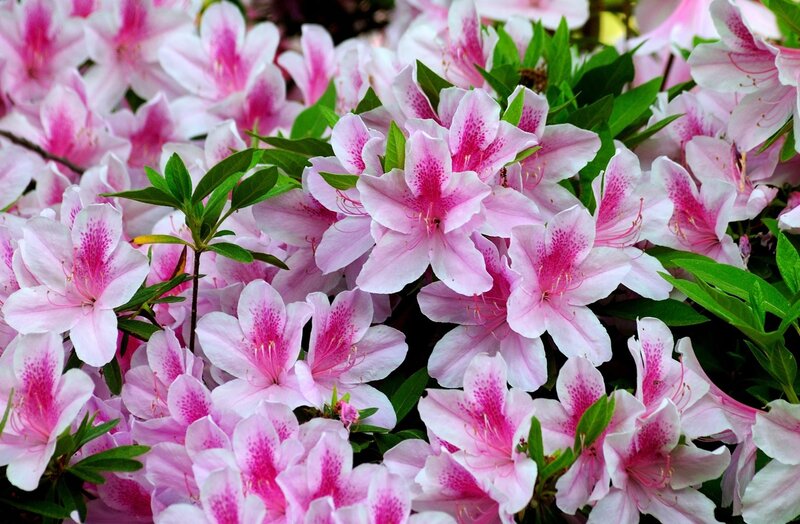 Pink azalea flowers in bloom