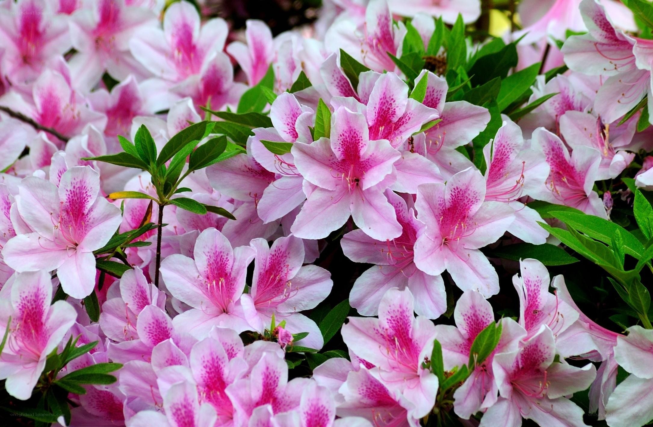 Pink azalea flowers in bloom