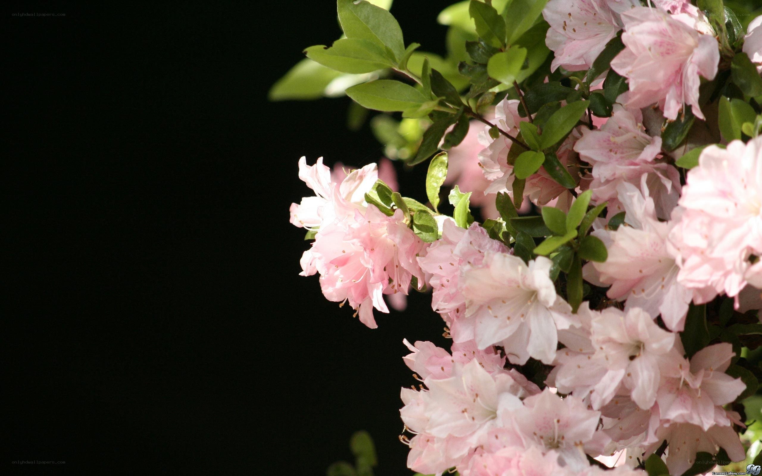 Pink azalea flowers in bloom