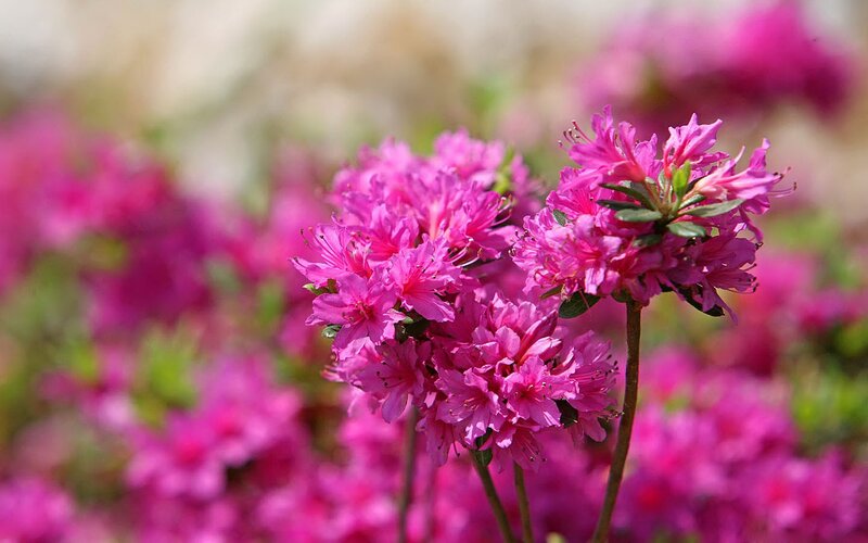 Pink azalea flowers in bloom