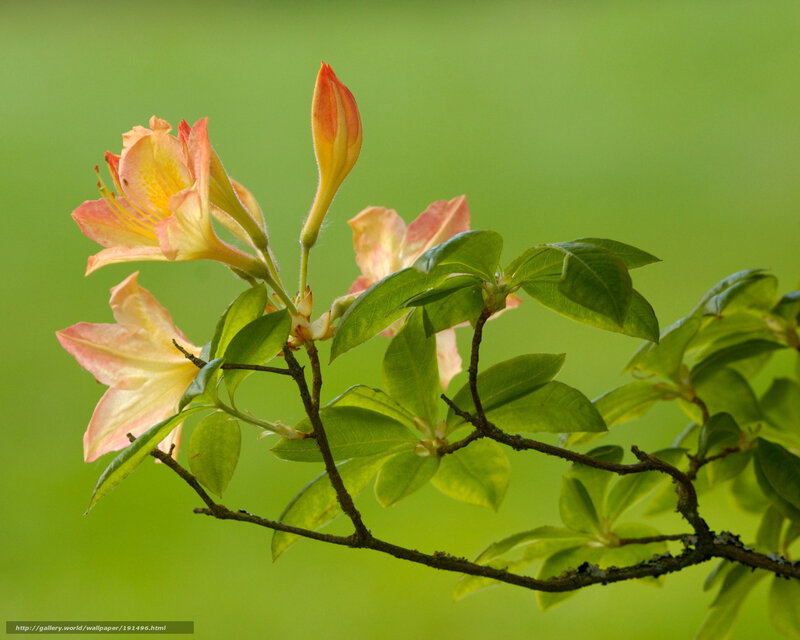 Pink azalea flowers in bloom