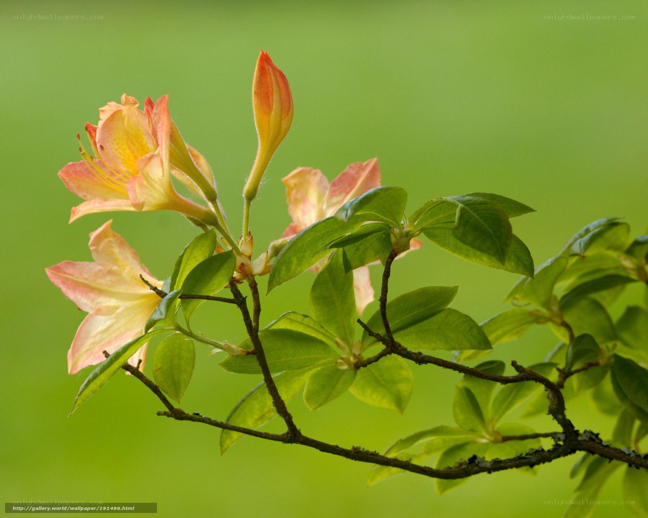 Pink azalea flowers in bloom