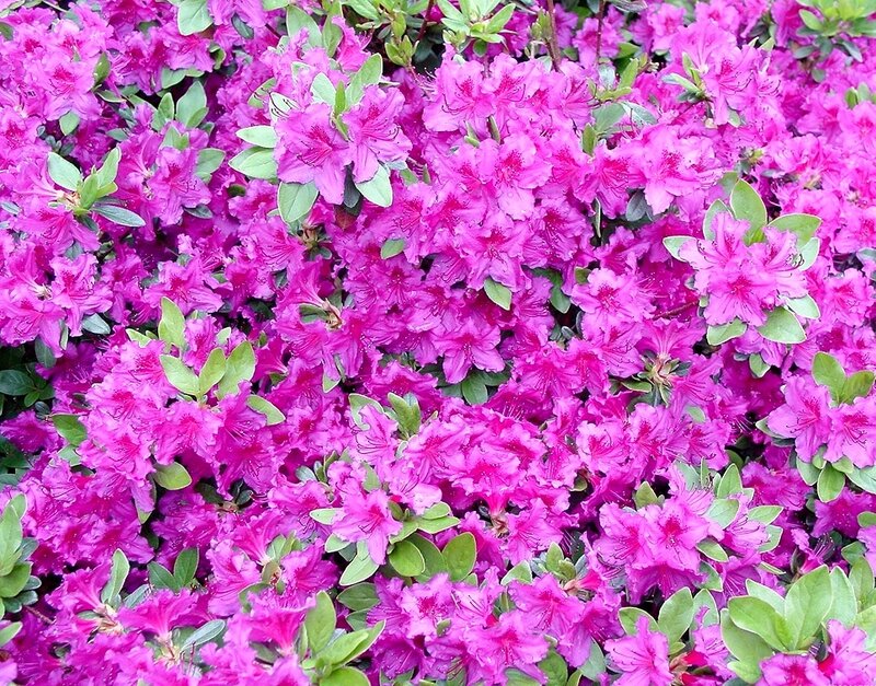 Pink Azalea Flowers — Magenta