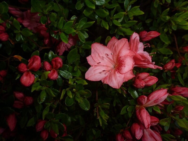 Pink Azalea Flowers — Natural, Photograph, Green Leaves