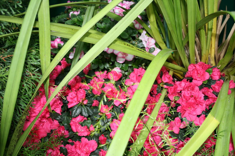 Pink Azalea Flowers — Natural, Photograph