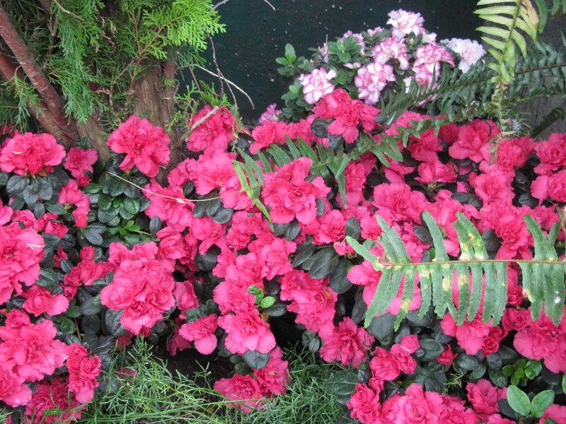 Pink Azalea Flowers — Natural, Spring, Photograph
