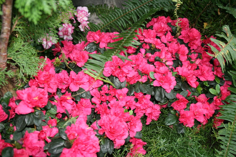 Pink Azalea Flowers — Natural, Spring