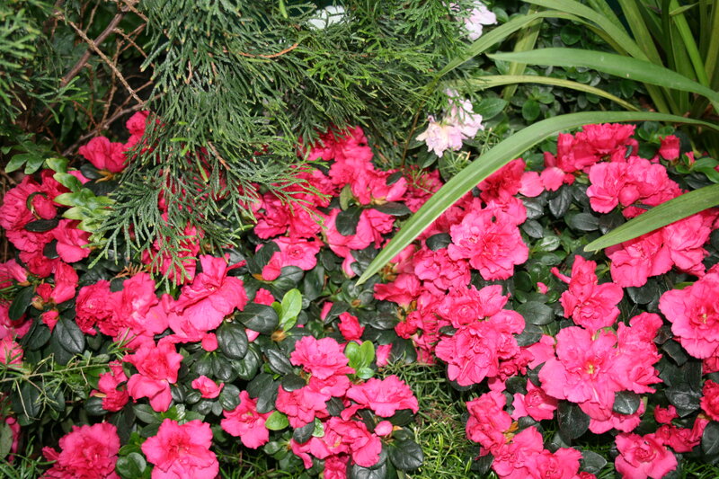 Pink Azalea Flowers — Natural