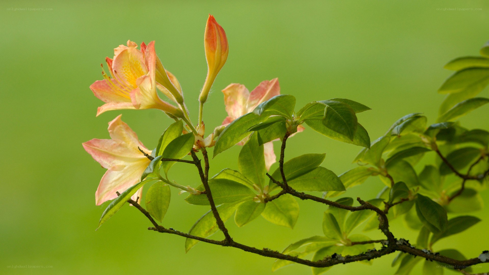 Pink azalea flowers on a branch