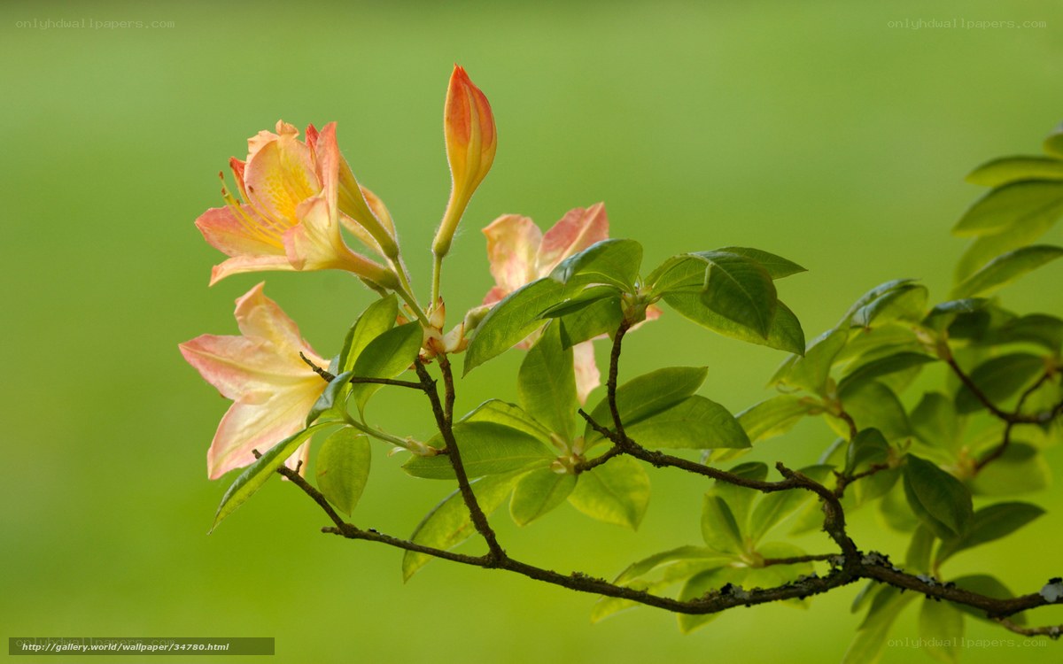 Pink azalea flowers on branch