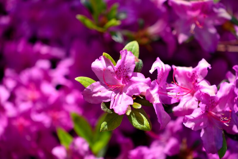 Pink Azalea Flowers — Purple