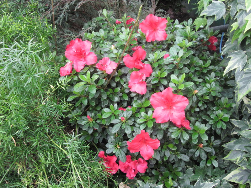 Pink Azalea Flowers — Red