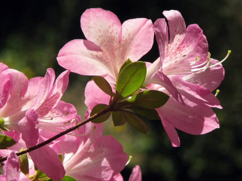 Pink Azalea Flowers — Serene, Afternoon