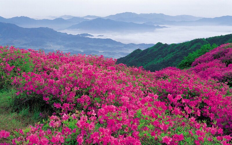 Pink Azalea Flowers — Serene, Morning