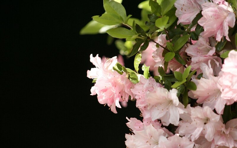 Pink Azalea Flowers — Serene, Photograph