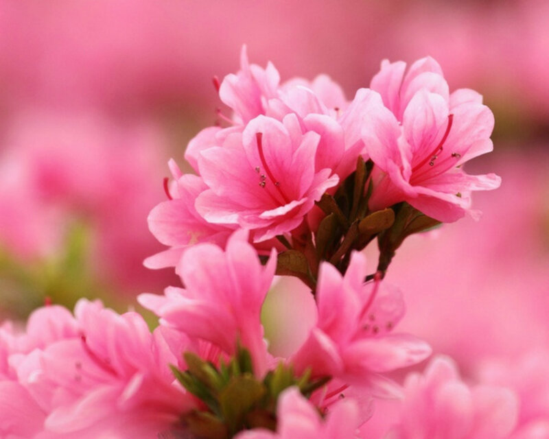 Pink Azalea Flowers — Serene, Spring, Photograph, Bloom