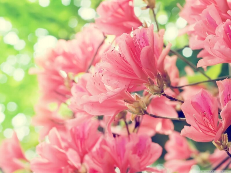 Pink Azalea Flowers — Serene, Spring, Photograph, Blossoms