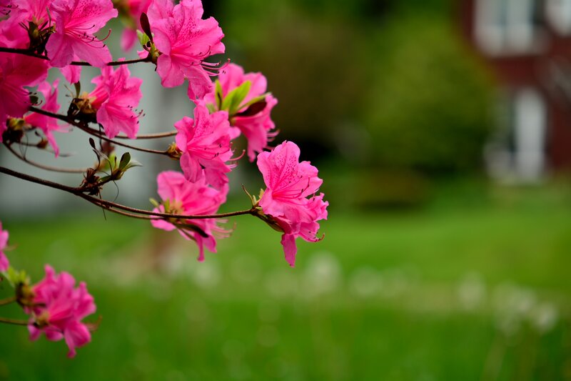 Pink Azalea Flowers — Serene, Spring, Photograph, Branches, Grass