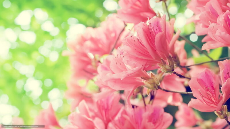 Pink Azalea Flowers — Serene, Spring, Photograph, Branches, Leaves