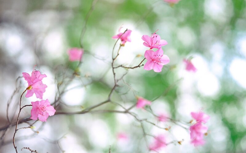 Pink Azalea Flowers — Serene, Spring, Photograph, Branches