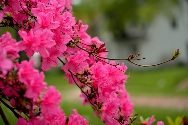 Pink Azalea Flowers — Serene, Spring, Photograph, Bush