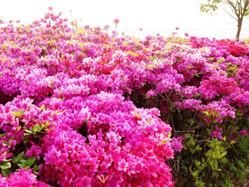 Pink Azalea Flowers — Serene, Spring, Photograph, Bushes