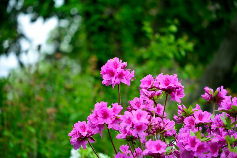 Pink Azalea Flowers — Serene, Spring, Photograph, Green Foliage, Trees