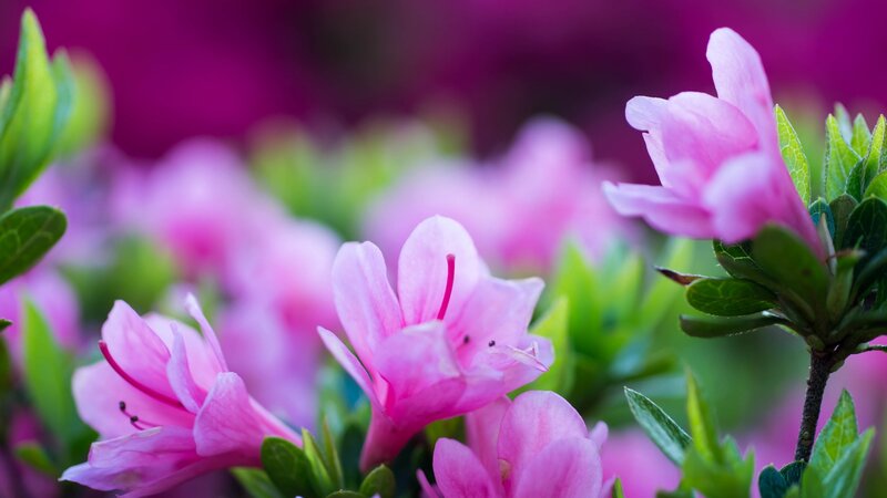 Pink Azalea Flowers — Serene, Spring, Photograph, Green Leaves, Bloom
