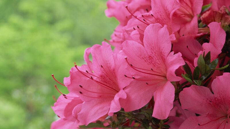 Pink Azalea Flowers — Serene, Spring, Photograph, Green Leaves, Blossoms