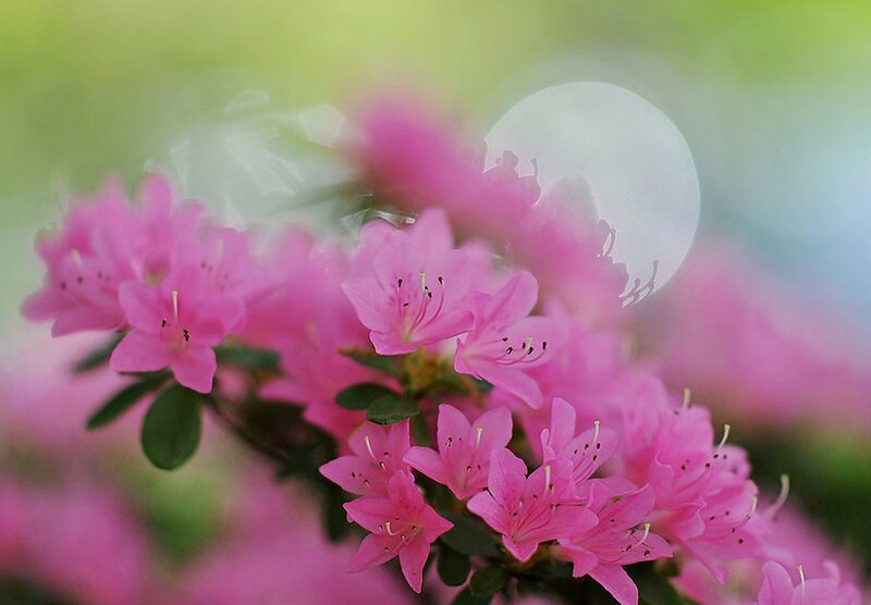 Pink Azalea Flowers — Serene, Spring, Photograph, Green Leaves, Bokeh