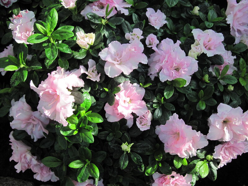 Pink Azalea Flowers — Serene, Spring, Photograph, Green Leaves, Buds