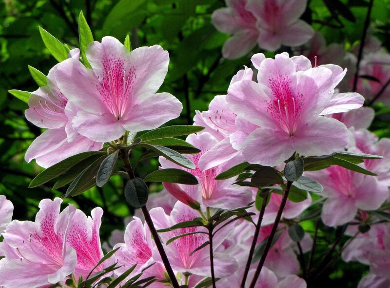 Pink Azalea Flowers — Serene, Spring, Photograph, Green Leaves, Bush