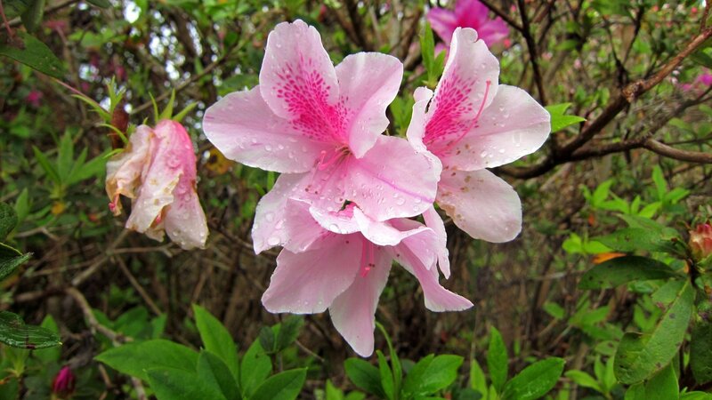 Pink Azalea Flowers — Serene, Spring, Photograph, Green Leaves, Dew Drops