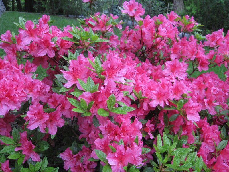 Pink Azalea Flowers — Serene, Spring, Photograph, Green Leaves, Grass