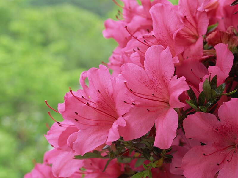 Pink Azalea Flowers — Serene, Spring, Photograph, Green Leaves, Mountain