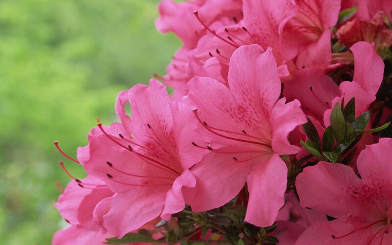 Pink Azalea Flowers — Serene, Spring, Photograph, Green Leaves, Stamen
