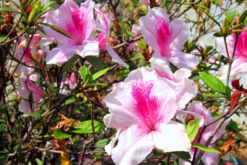 Pink Azalea Flowers — Serene, Spring, Photograph, Green Leaves