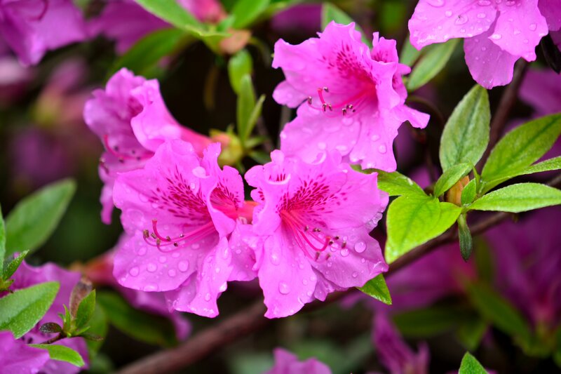 Pink Azalea Flowers — Serene, Spring, Photograph, Green Leaves, Water Droplets, Flower Buds