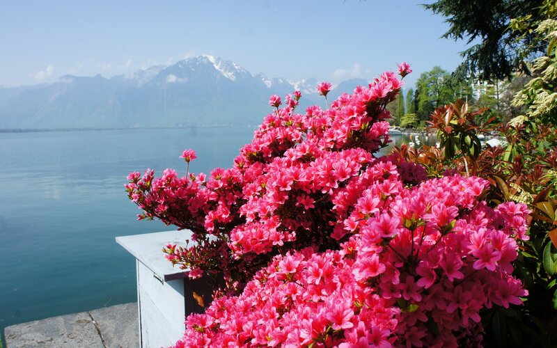 Pink Azalea Flowers — Serene, Spring, Photograph, Lake