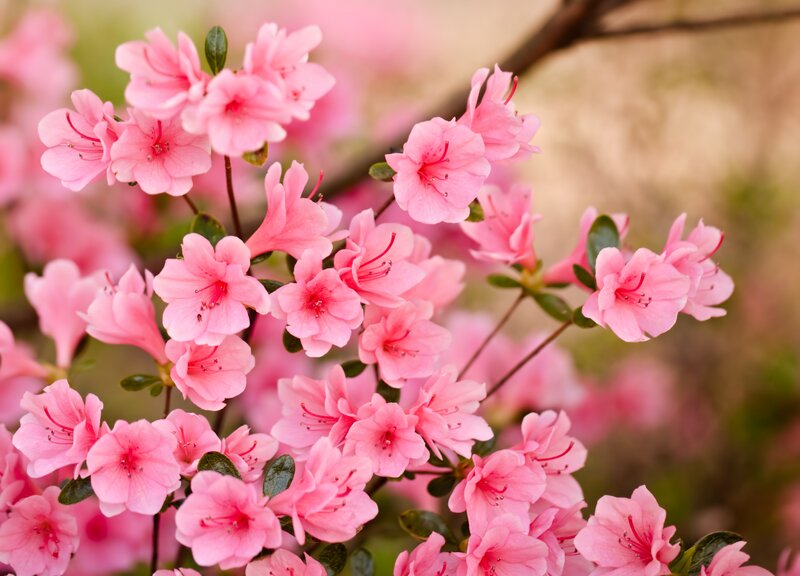 Pink Azalea Flowers — Serene, Spring, Photograph, Leaves, Branch