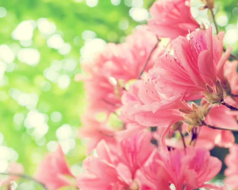 Pink Azalea Flowers — Serene, Spring, Photograph, Leaves, Branches