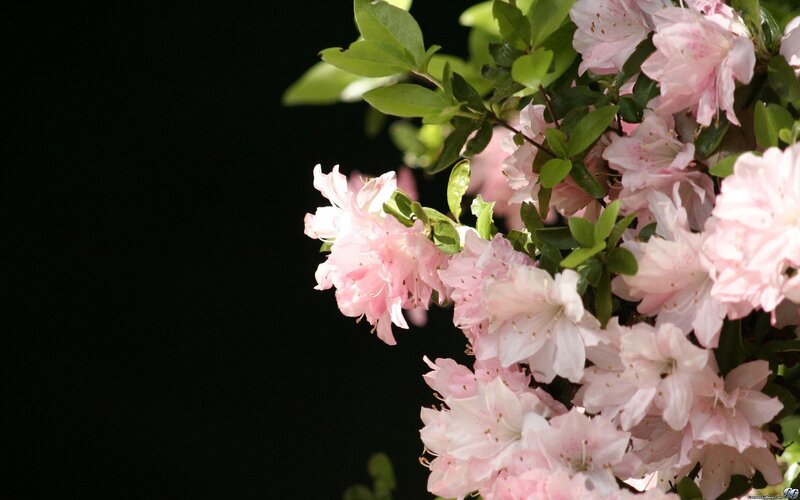 Pink Azalea Flowers — Serene, Spring, Photograph, Leaves, Dark Background, Green