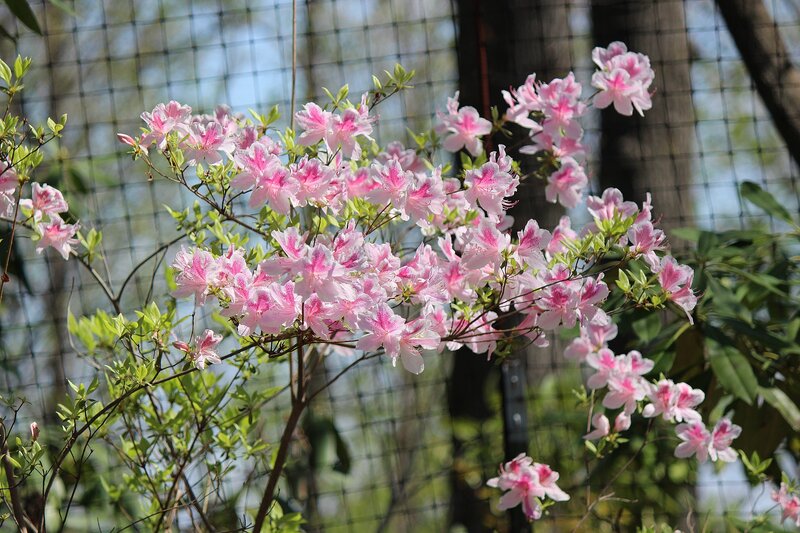 Pink Azalea Flowers — Serene, Spring, Photograph, Leaves, Fence