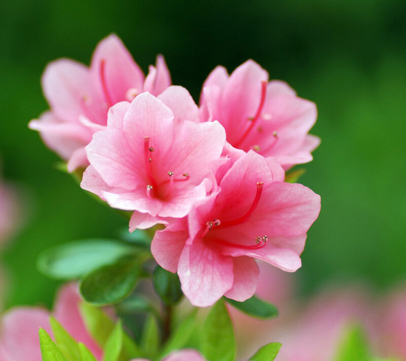 Pink Azalea Flowers — Serene, Spring, Photograph, Leaves, Green Background