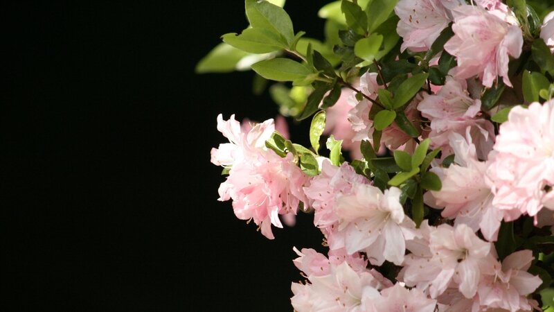 Pink Azalea Flowers — Serene, Spring, Photograph, Leaves