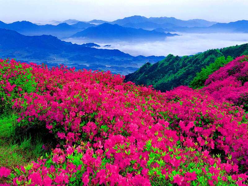 Pink Azalea Flowers — Serene, Spring, Photograph, Mountains